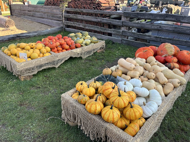 Dýňový svět u Golčova Jeníkova
